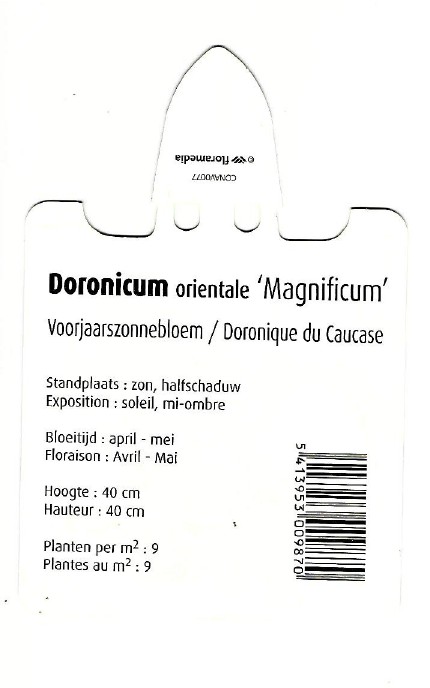Doronicum orientale 0002.jpg